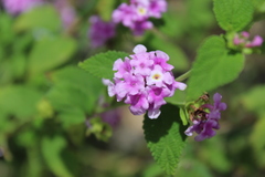 Lantana rugosa