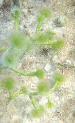 Cymopolia barbata