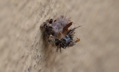 Psychidae