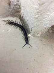Scolopendridae