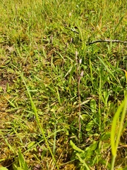Thelymitra peniculata