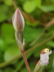Thelymitra peniculata