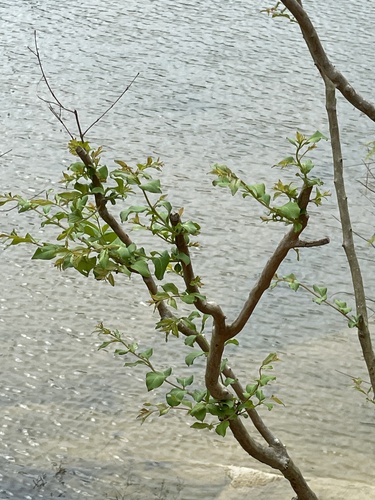 Lagerstroemia subcostata iNat (3)