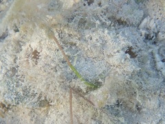 Stolidobranchia
