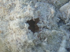 Stolidobranchia