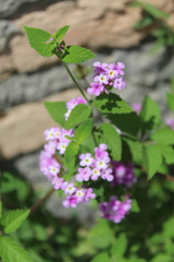 Lantana rugosa