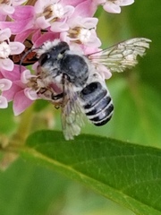Megachile texana
