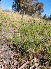 Juncus sarophorus