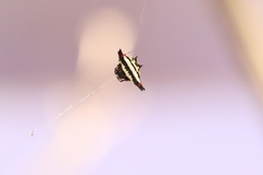 Gasteracantha geminata