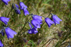 Campanula cochleariifolia
