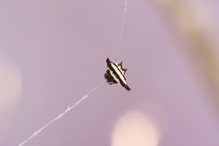 Gasteracantha geminata