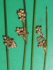 Juncus sarophorus