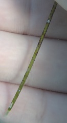 Halodule bermudensis