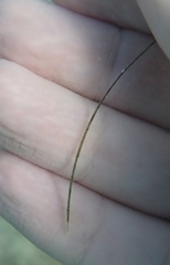 Halodule bermudensis