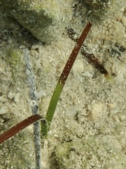 Halodule bermudensis