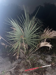 Acoelorraphe wrightii