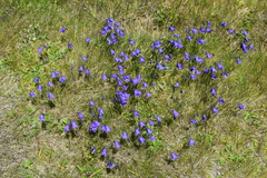 Campanula cochleariifolia