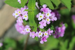 Lantana rugosa