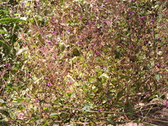 Mirabilis