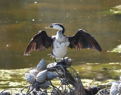 Microcarbo melanoleucos brevirostris