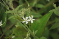 Stellaria vestita
