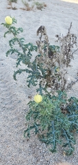 Argemone mexicana