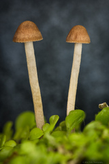 Panaeolus cinctulus