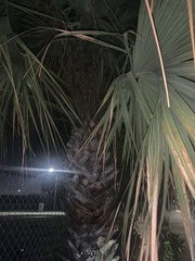 Sabal palmetto