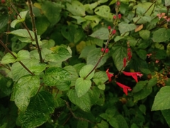 Salvia elegans