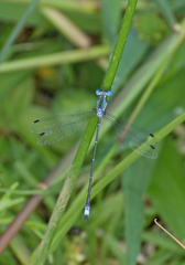 Lestes forficula