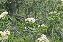 Sorbus scopulina