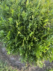 Microsorum scolopendria