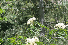 Sorbus scopulina