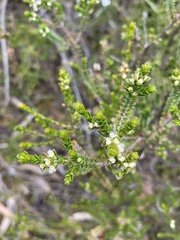 Micromyrtus ciliata