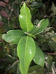 Ficus aurea