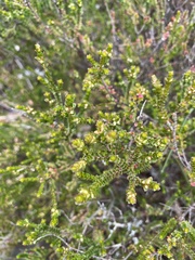 Micromyrtus ciliata