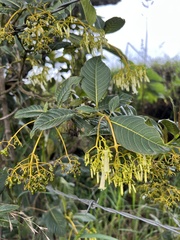 Palicourea lineariflora