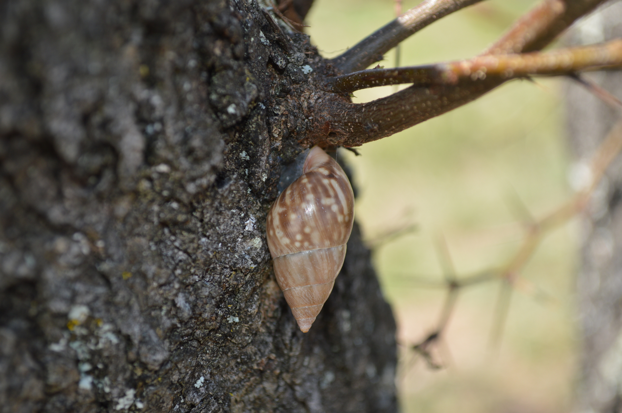 Drymaeus image