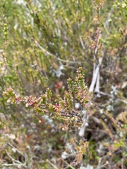 Micromyrtus ciliata