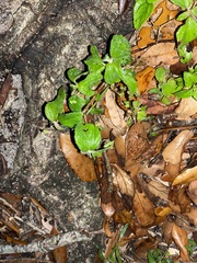 Parietaria floridana