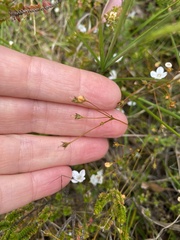 Mitrasacme polymorpha