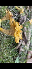 Cantharellus