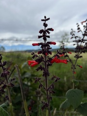 Salvia