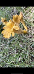 Cantharellus
