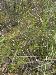 Mitrasacme polymorpha