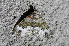 Larentiinae