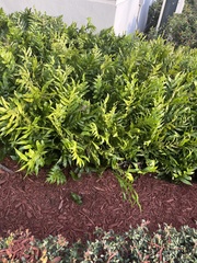 Microsorum scolopendria