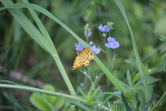 Pseudopanthera macularia