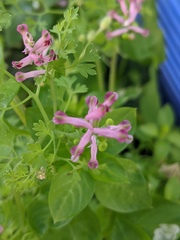 Fumaria