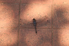 Bradinopyga geminata